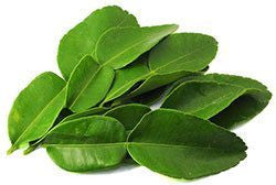ใบมะกรูด Kaffir lime leaves