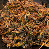 แมลงทอด fried bugs