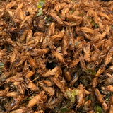 แมลงทอด fried bugs